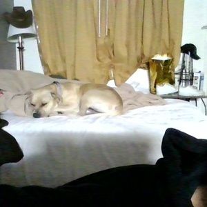 Meet your Posher, Cheyenne